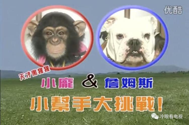 黑猩猩小庞和斗牛犬詹姆斯：《狗狗猩猩大冒险》第一季精彩剪辑